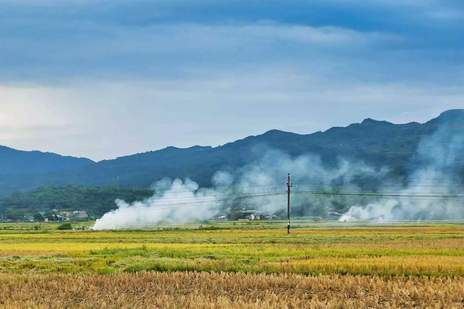 Cánh đồng Mường Thanh