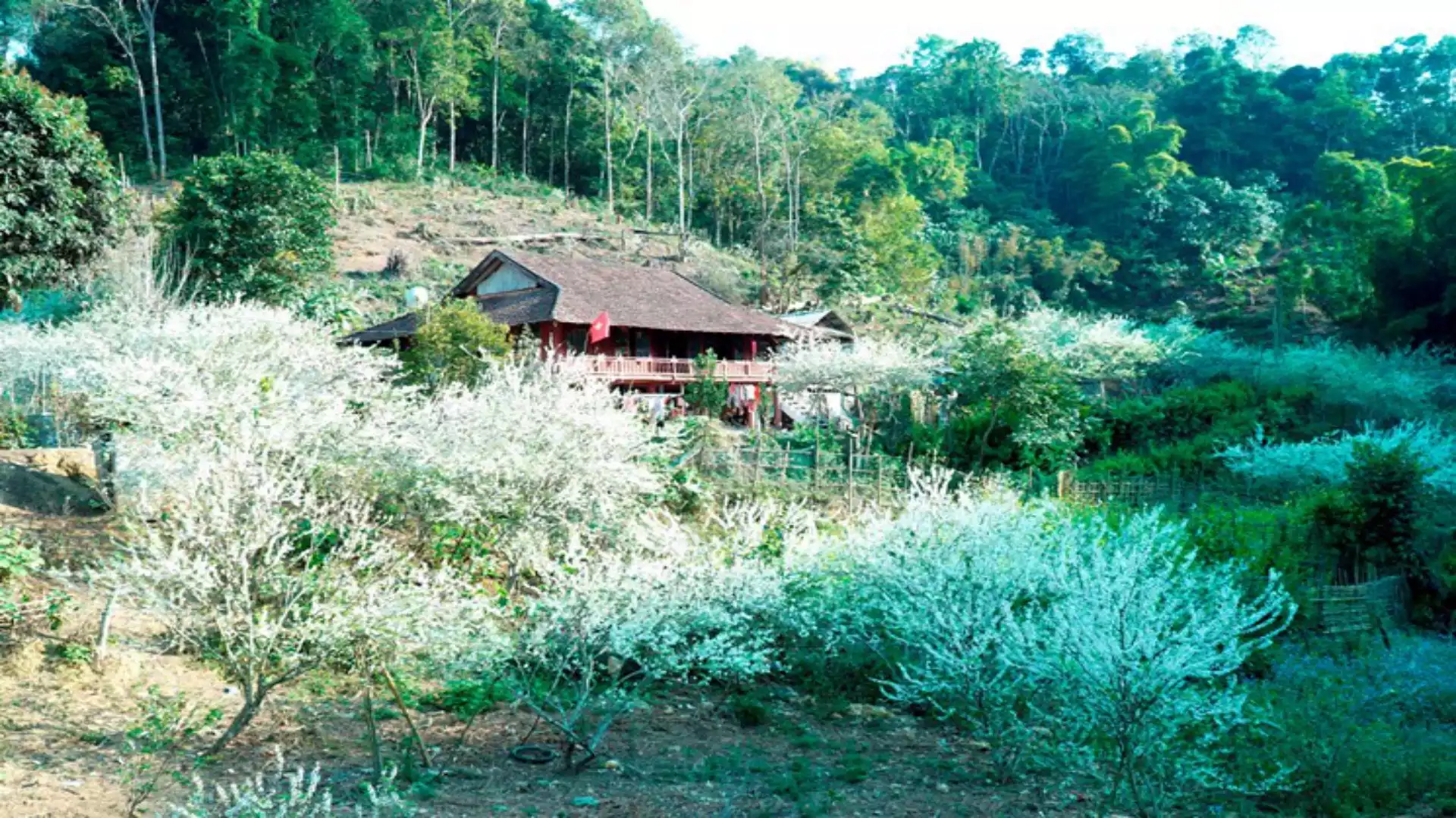 Ngắm vẻ đẹp thanh khiết, tinh khôi của hoa mận Điện Biên vào mùa xuân