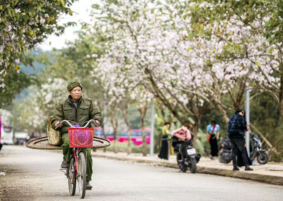 Ban nở đẹp trước thềm lễ hội