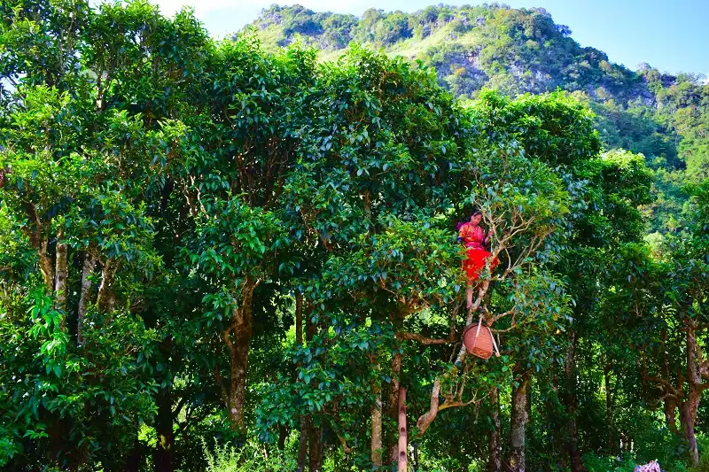 Trải nghiệm hái chè Shan Tuyết, đặc sản xã Sín Chải, huyện Tủa Chùa Tỉnh Điện Biên