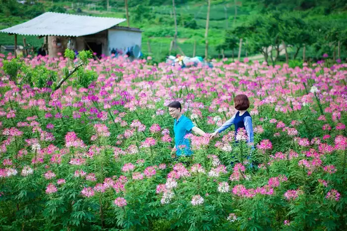 Thung lũng hoa hồng Điện Biên Phủ